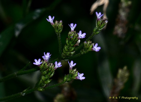 {Verbena brasiliensis}